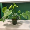 A lush Monstera Deliciosa with large, naturally split leaves. This tropical houseplant