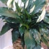 Potted peace lily with white blooms and glossy dark green leaves