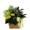 The FTD Loving Light Dishgarden is a ray of hope and a