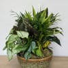 Mixed potted foliage arrangement in a ceramic bowl