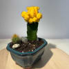 Potted cactus arrangement with a bright yellow grafted cactus