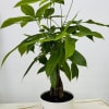 Potted green houseplant with long pointed leaves in a white decorative pot