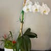 White orchid plant in a white ribbed pot with a small red bromeliad arrangement