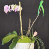 Potted orchid arrangement with pink blooms and air plants in a white planter