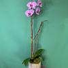 Elegant timeless flowers known for their delicate beauty. They symbolize peace, love