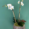 Elegant timeless flowers known for their delicate beauty. They symbolize peace, love
