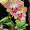 Close-up of a pink and yellow orchid bloom on a potted plant