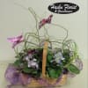 African Violets in a basket decorated with butterflies.