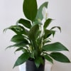 Plants