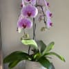 Potted pink orchid with several blooms in a white textured pot