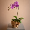 Meet our signature living orchid design &mdash; a modern, nature-inspired arrangement featuring