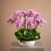 Introducing "Orchide Bellissime" &ndash; a captivating choice for timeless elegance. Nestled in