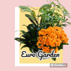 Orange spray roses in a planter with lush green foliage
