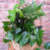 A beautiful mix of green plants in a basket. The perfect gift