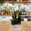 White orchids arranged in a square white planter on a wooden table