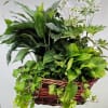 A layered, living garden gathered in a low woven wicker basket -