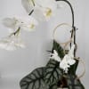 White orchid arrangement in a white pot with decorative rings