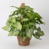 Potted green houseplant in a woven basket