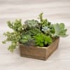 Add something fresh to your d&eacute;cor or send a thoughtful gift of