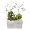A clustered mix of green rosette succulents and airy bare branches gives