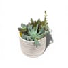 A compact cluster of mixed succulents in a ribbed white ceramic pot