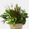 Basket of assorted green houseplants with white peace lilies