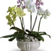 Potted orchids in white, green, and lavender blooms in a white ceramic planter
