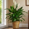 Lush, arching green leaves and elegant white spathes make this potted peace