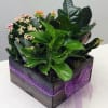 Blooming and seasonal green plants are potted in a wooden gift box.