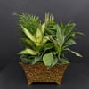 Mixed green houseplants arranged in a decorative planter