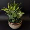 Gift someone you love this adorable ceramic dish garden!