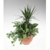 Potted arrangement of assorted green houseplants in a terracotta pot