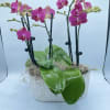 This beautiful exotic orchid is long-lasting, easy to care for, and makes