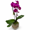 Single Stem Purple Orchid