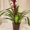 Potted bromeliad plant with burgundy center and long green leaves