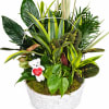 Make a lasting impression with this full, vibrant 16" dish garden, beautifully