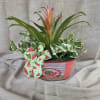 Potted tropical plant arrangement with a watermelon ribbon bow