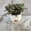 Potted plant with dark green leaves and pink veins in a white ceramic pot
