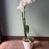 Orchid