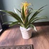 Bright and exotic, the Golden Bromeliad adds a tropical touch to any