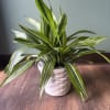 This is a great addition to any home or office, easy to