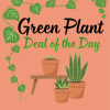 Let us pick out a beautiful green plant to send to someone