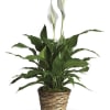 Standard 6inch, Deluxe 8inch, and Premium 10inch.  
Price includes wicker basket.
Container