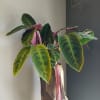 Potted tropical plant with large green and pink leaves in a tall wrapped container