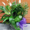 Potted green plant arrangement with white peace lilies and a purple ribbon