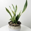 A sleek and modern Golden Snake Plant with green leaves edged in
