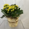 Yellow flowering plant in a woven basket planter