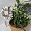 A variety of interesting plants in a basket for any occasion finished