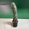 Tall twisted cactus in a small black nursery pot