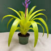 Potted bromeliad with lime-green leaves and a purple flower spike